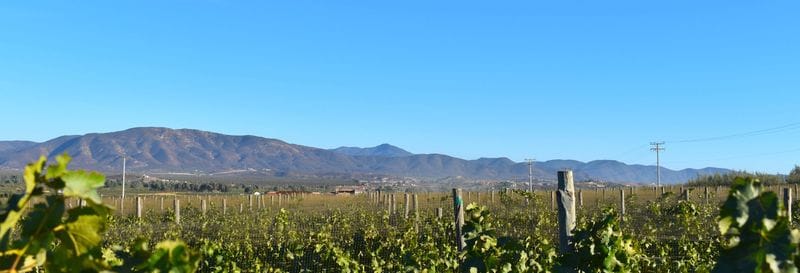 Billet Route des vins dans la vallée de Guadalupe