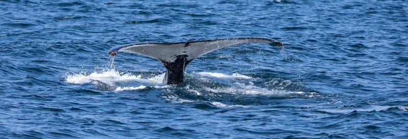 Billet Balade en zodiac avec observation de baleines
