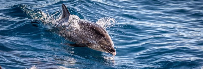 Billet Observation de cetacés à La Restinga