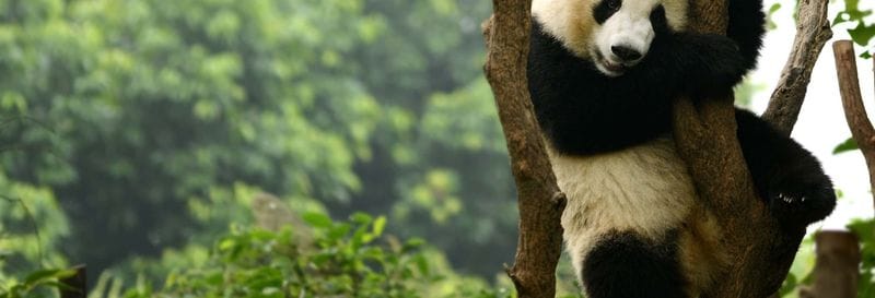 Billet Visite privée de Chengdu et de la réserve de pandas