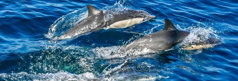 Billet Observation de cétacés dans le golfe de Tarente