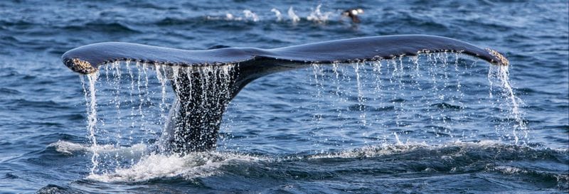 Billet Observation de baleines au détroit de Magellan