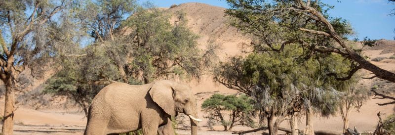 Billet Safari de 10 jours en Namibie