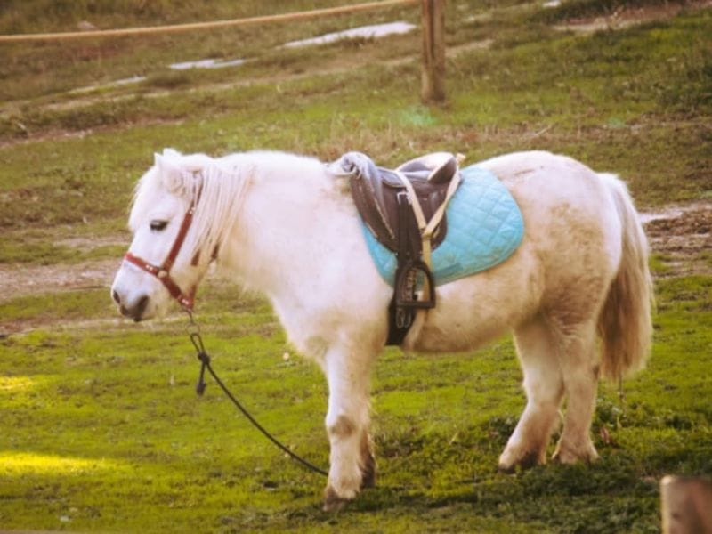 Billet Baptême poney & visite de la ferme pédagogique à Mortargne (17)