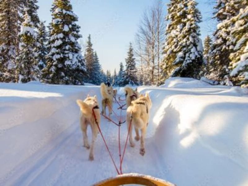 Billet Initiation à la conduite de chiens de traineau à Avoriaz (74)
