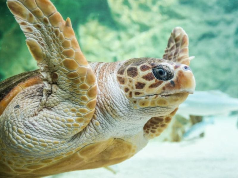 Billet Billet pour l'Aquarium de Biarritz (64)