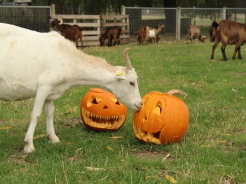 Billet Fête de la Citrouille à la Ferme de Gally de Saint-Cyr l'Ecole