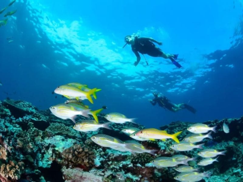 Billet Plongée sur la barrière de corail de la Réunion depuis Saint-Leu