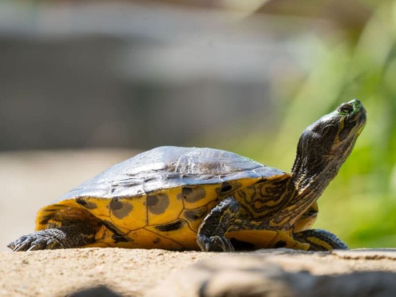 Billet Billet pour La Vallée des Tortues (66)