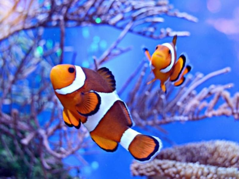 Billet Billet pour l'Aquarium Oniria