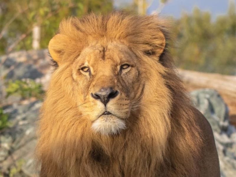 Billet Billet pour le Natur'Zoo de Mervent (85)