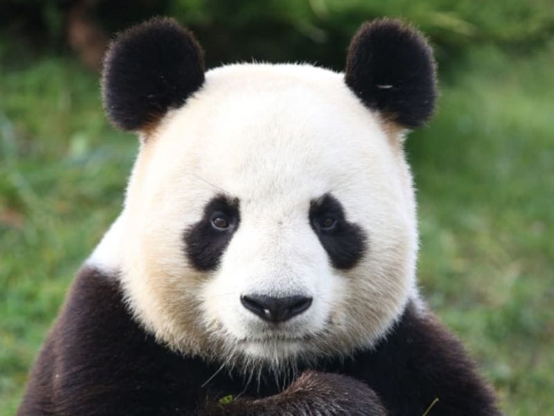 Billet Billet pour le ZooParc de Beauval  (41)