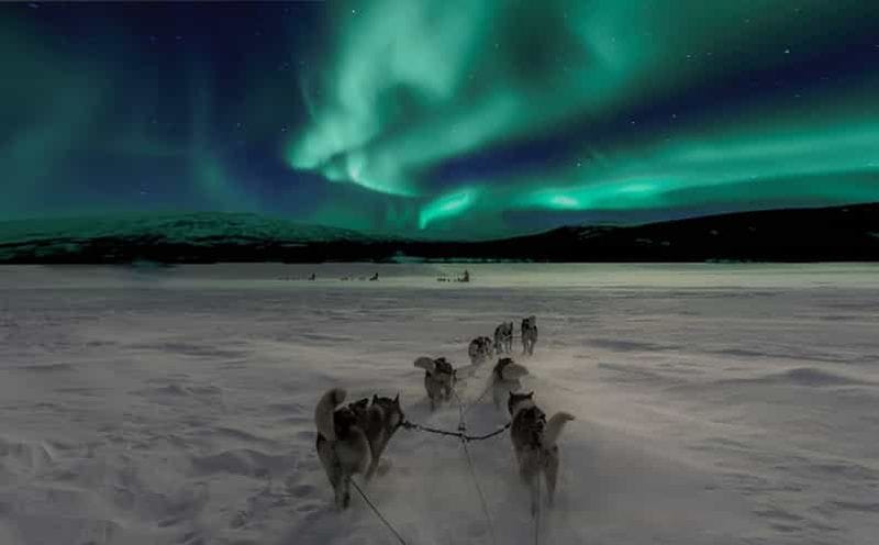 Billet Rovaniemi : aurores boréales et promenade en traîneau à chiens