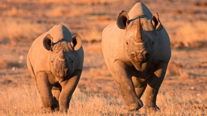 Billet Windhoek – Parc d'Etosha : safari partagé de 3 jours