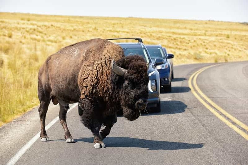 Billet Île Antelope : Expédition Faunique au Grand Lac Salé