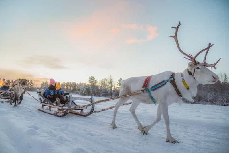 Billet Rovaniemi : Voyage à dos de renne à Apukka