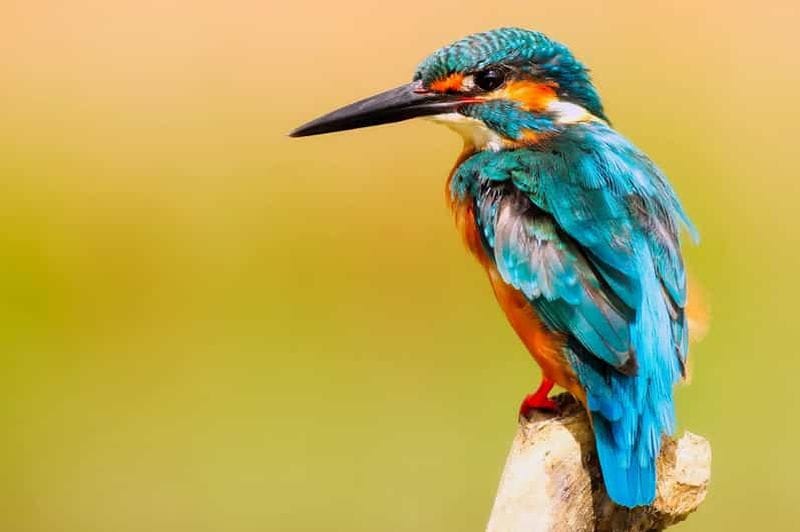 Billet Colombo/Negombo : sortie en bateau d’observation des oiseaux dans la zone humide de Muthurajawela