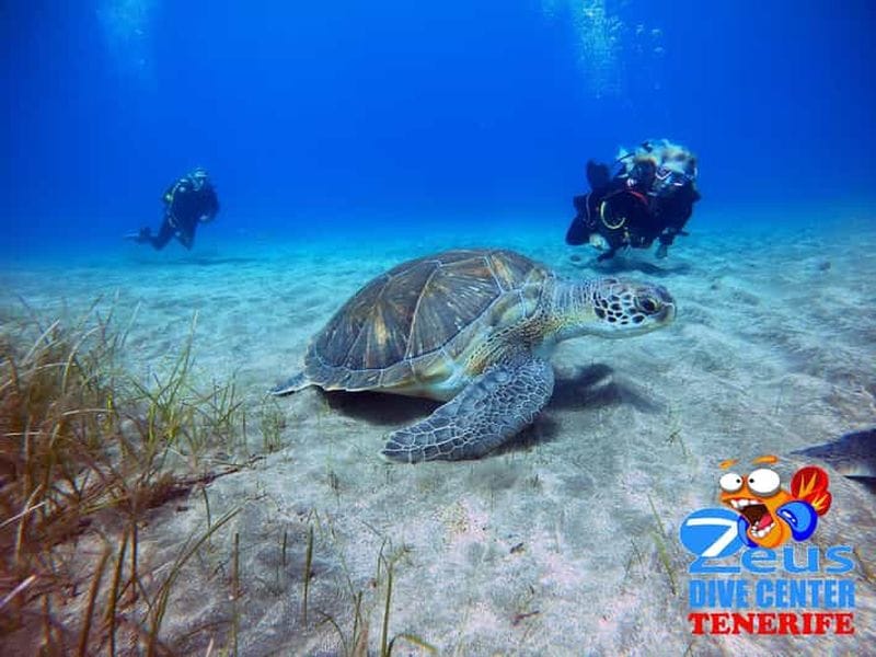 Billet Tenerife : Plongée d'initiation sur la plage d'Abades
