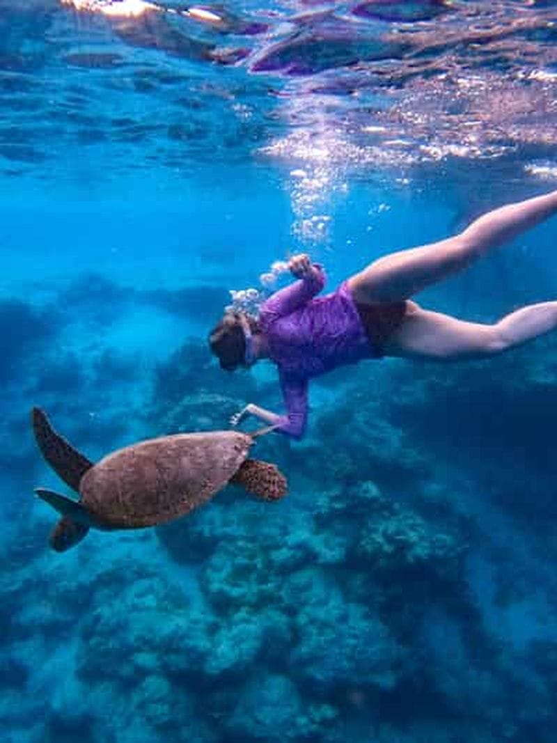 Billet Îles Cook : snorkeling avec les tortues et photos professionnelles incluses