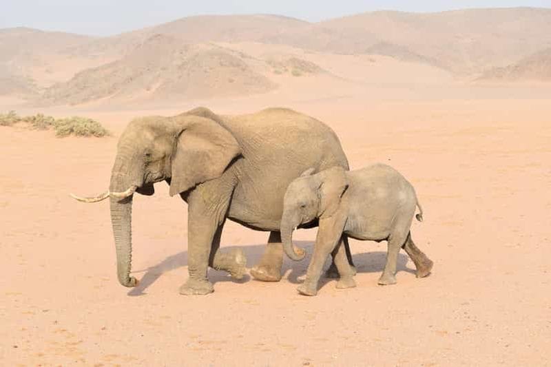 Billet Windhoek : Excursion de 4 jours dans le parc national d'Etosha et à Swakopmund
