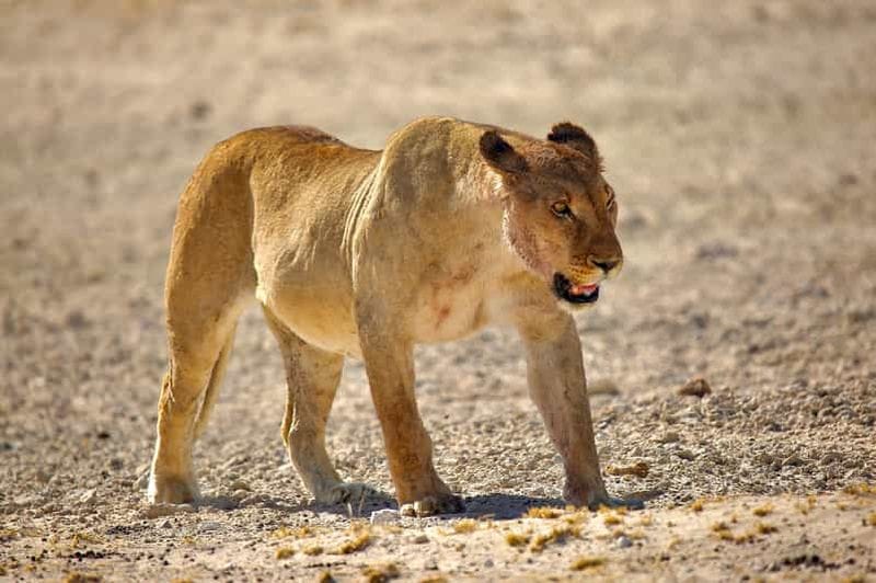 Billet 8 jours de camping dans les parcs nationaux de Soss, Swakop, Twyfelfontein et Etosha