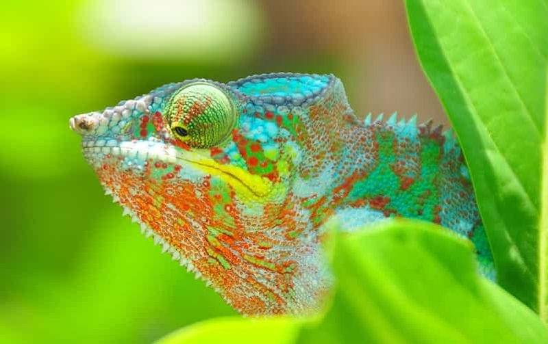 Billet Antananarivo : circuit de 2 jours au parc national d'Andasibe