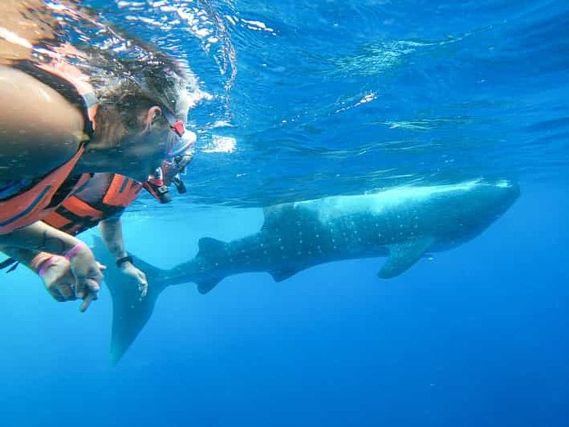Billet Aventure avec le requin-baleine depuis Isla Mujeres