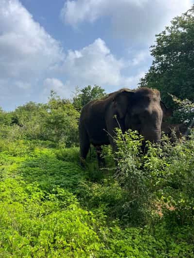 Billet Safari au parc national d’Uda Walawe – prise en charge à l’hôtel d’Ahungalla