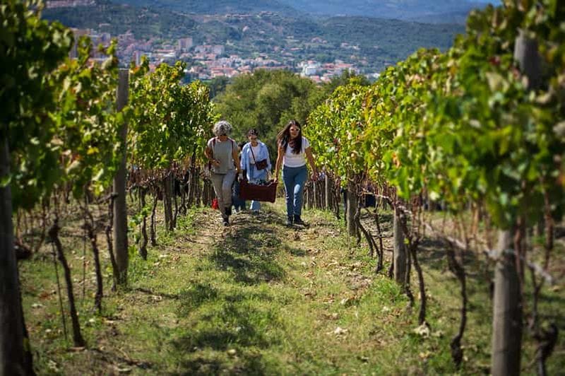 Billet Moio della Civitella : Adoptez un rang et cultivez votre vin