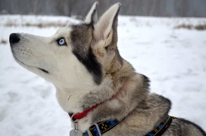 Billet Au départ de Rovaniemi : balade en traîneau à chiens de 5 km