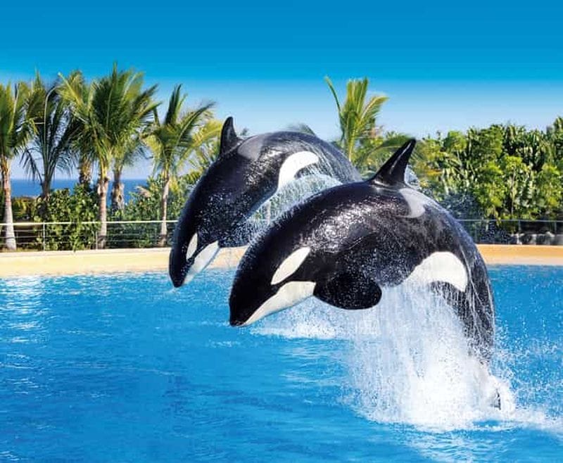 Billet Billets d'entrée combinés pour Loro Parque et Siam Park