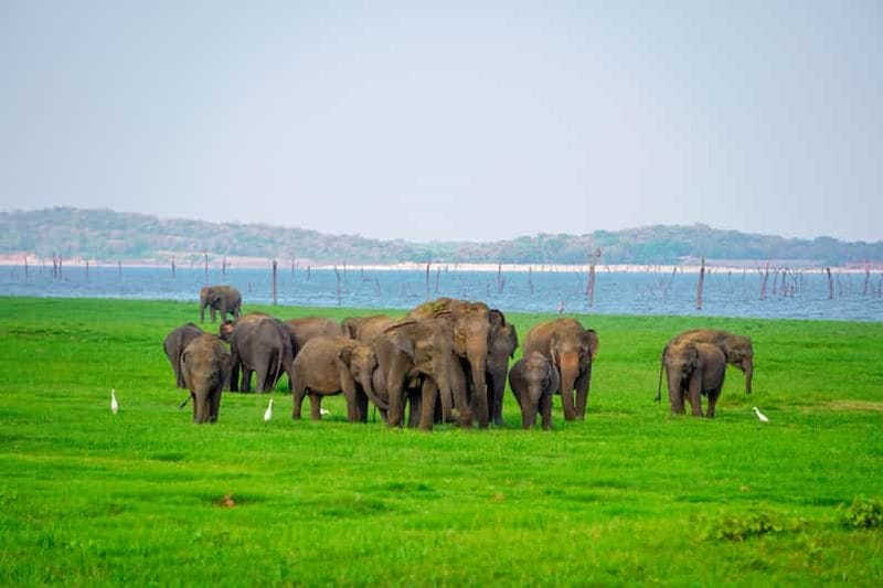 Billet Parc national de Minneriya : safari des éléphants depuis Sigiriya