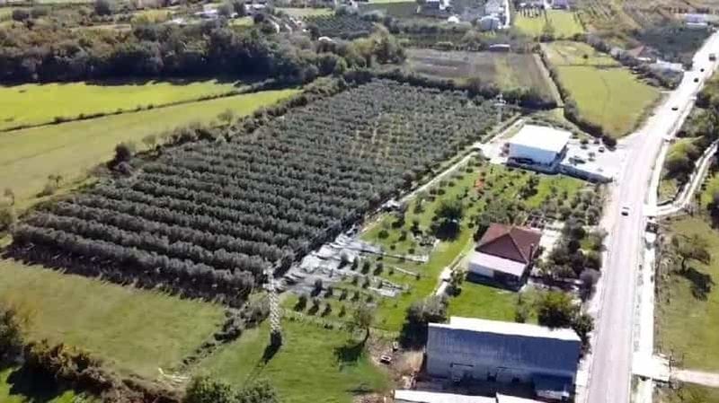 Billet « From Tree to Table — Authentic Olive Oil Experience in Ulcinj »