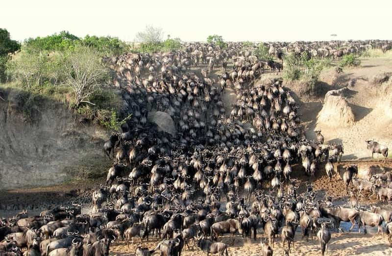 Billet Depuis Nairobi : safari de 3 jours à Masai Mara en Land Cruiser 4x4
