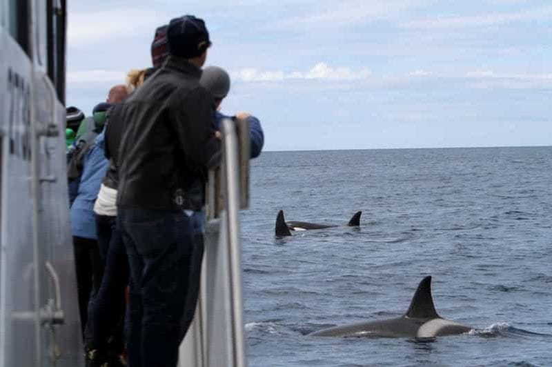 Billet Ólafsvík : Observation des baleines