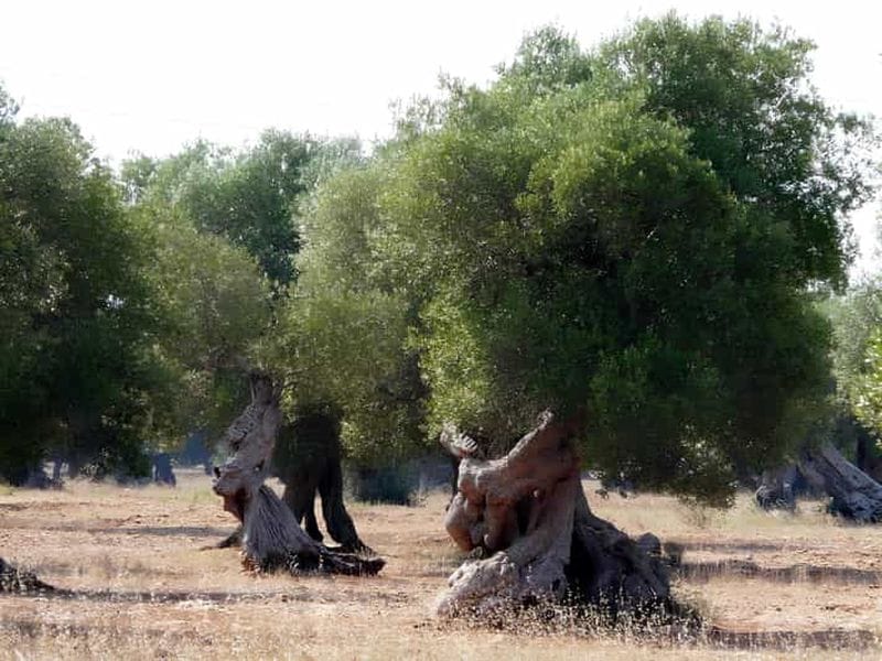 Billet Pouilles : Dégustation d'huile d'olive et promenade dans les oliveraies