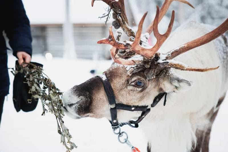 Billet Rovaniemi : rennes, huskies et village du Père Noël