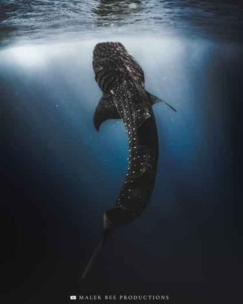 Billet Isla Mujeres : baignade avec les requins-baleines et déjeuner