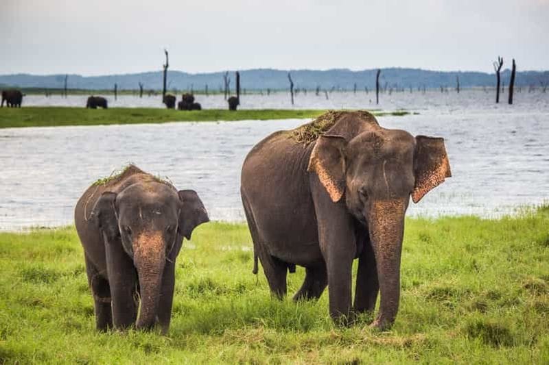 Billet Safari au parc national d’Uda Walawe
