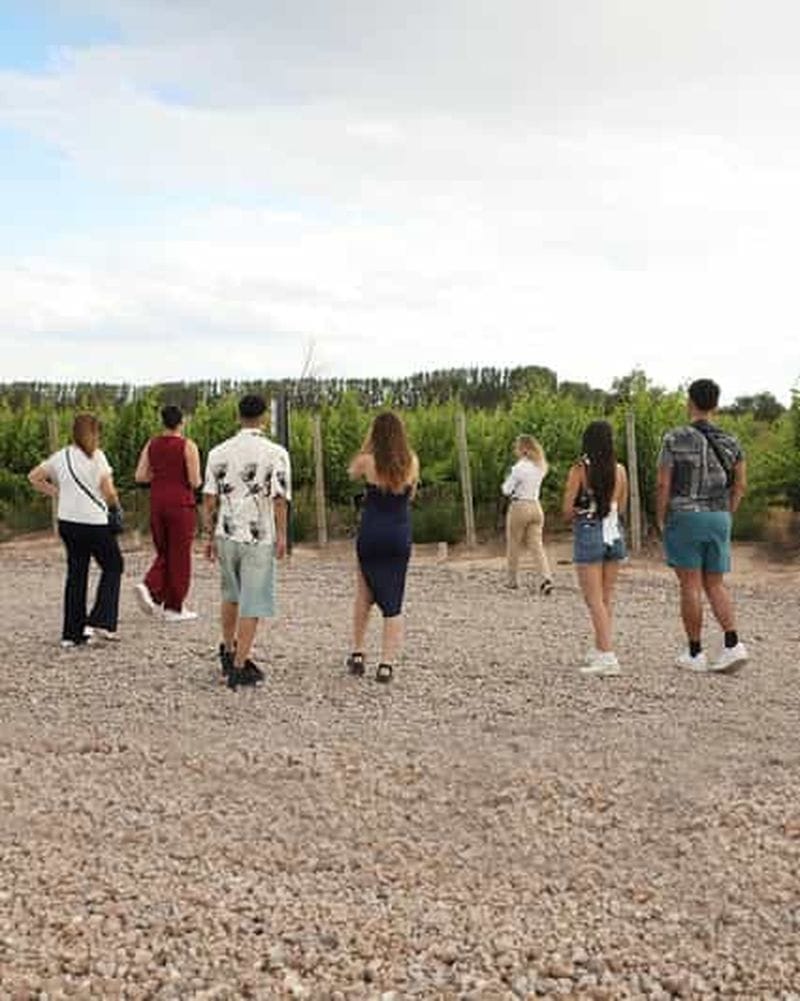 Billet Excursion viticole d’une journée complète avec déjeuner et transfert privé
