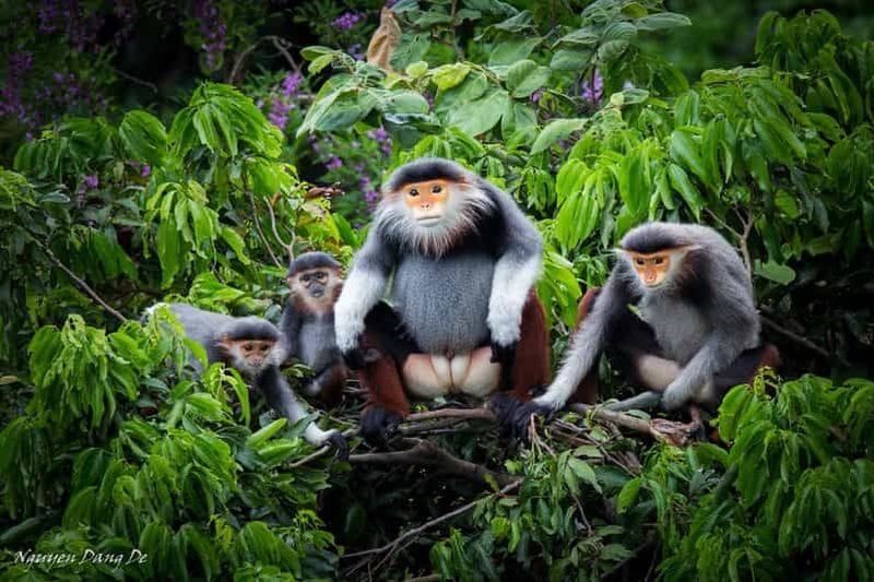 Billet Ninh Binh : randonnée dans la jungle de Cuc Phuong et excursion d'une journée pour observer la faune sauvage