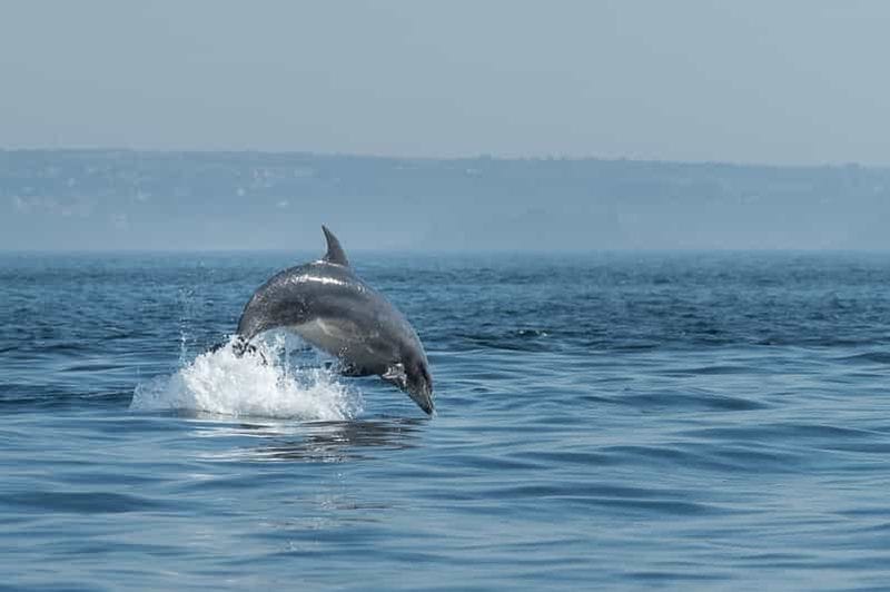 Billet Archipel de Molène : Excursion en mer, phoques, dauphins, oiseaux marins