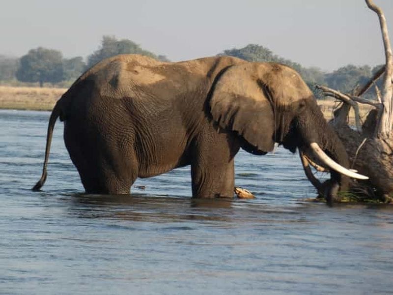 Billet Au départ de Livingstone : safari dans le parc national de Chobe et promenade à la recherche des rhinocéros