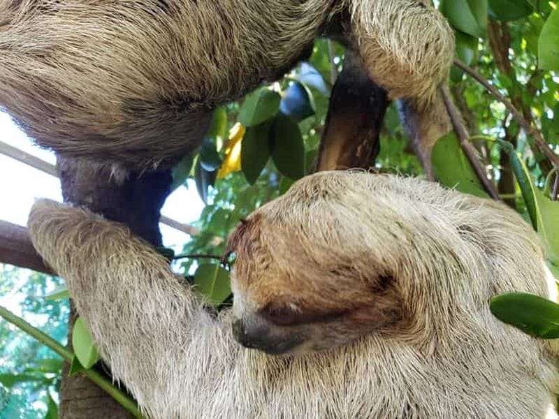 Billet Excursion à Roatan : Aventure de plongée en apnée pour les singes et les paresseux