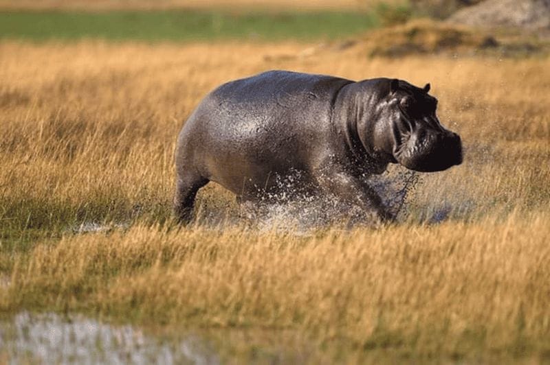Billet Meilleure journée de visite du cratère du Ngorongoro-ISMANI TOURS AND SAFARIS