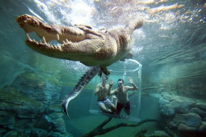 Billet Nage avec le crocodile "Cage de la mort" et entrée dans la baie du Crocosaurus