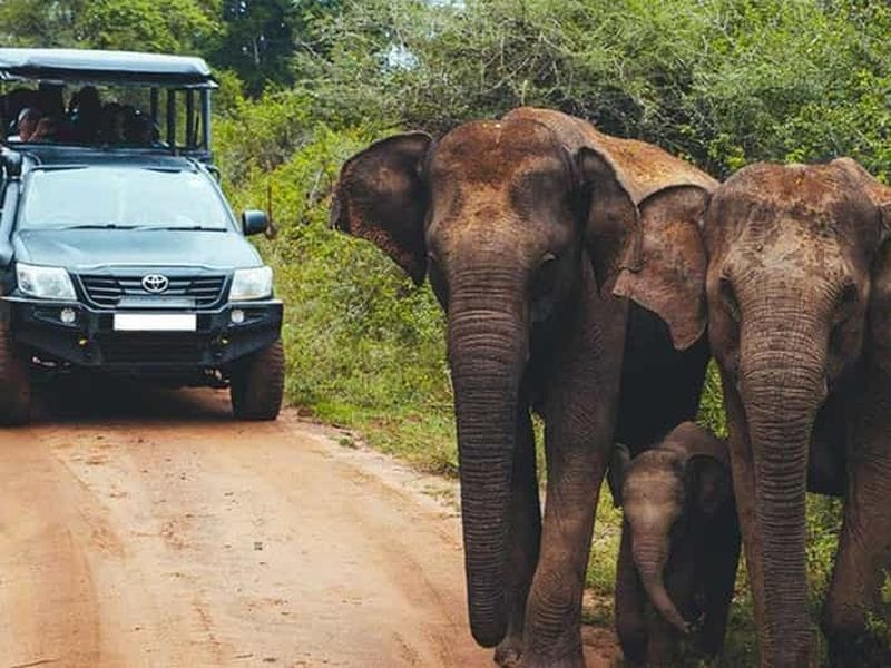 Billet Safari au parc national d'Uda Walawe avec petit-déjeuner gratuit
