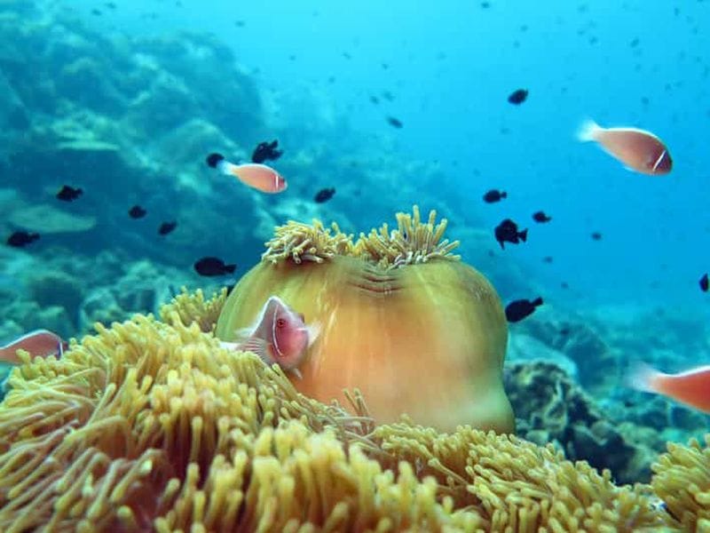 Billet Koh Kood ou Koh Rang : Excursion d'une journée avec plongée en apnée et déjeuner buffet