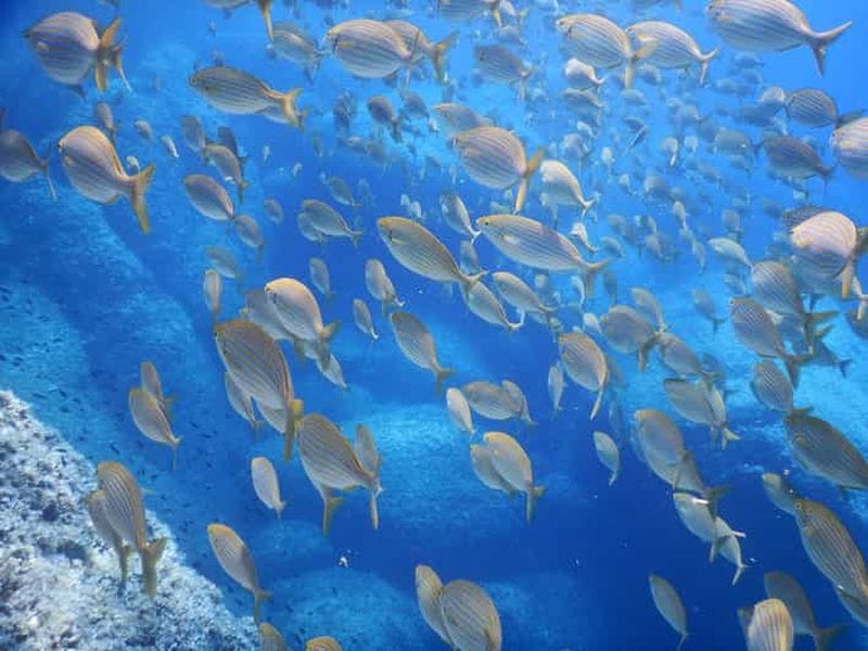 Billet 1 heure de plongée en apnée dans la baie de Paraggi, Portofino