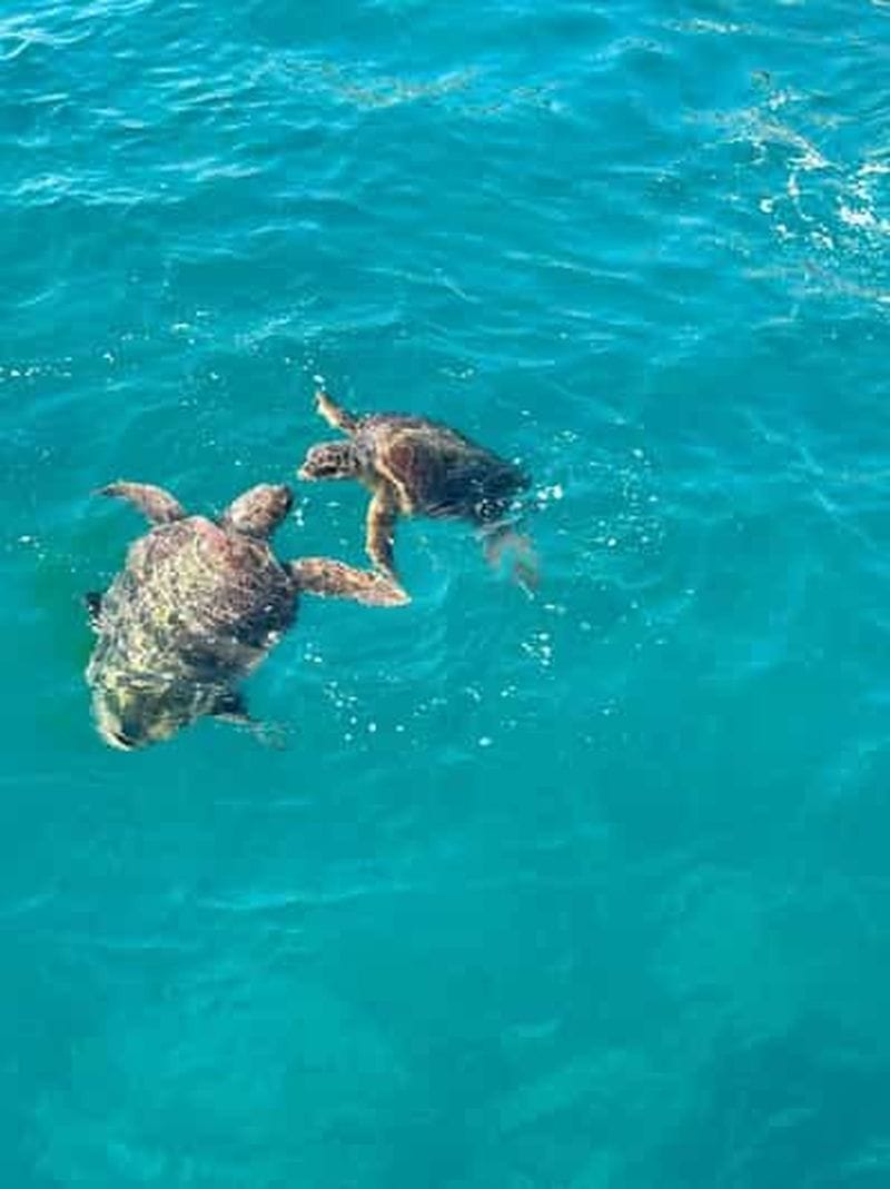 Billet Zakynthos : croisière d'observation des tortues en bateau à fond de verre
